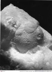 Historisches Foto von Stagma ovale (Meyer, 1865) (NHMW-AFW-GEO-BACHMAYER-FOTO-1990-0041-3510)